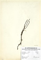 藏品(柏拉木)的圖片